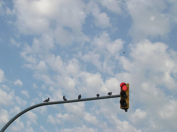 there are many birds sitting on the traffic light