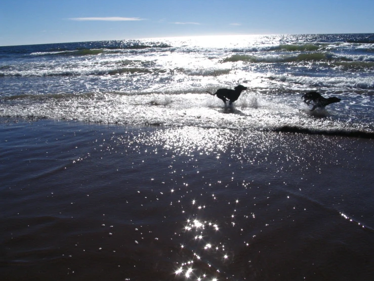 two dogs playing in water at the beach