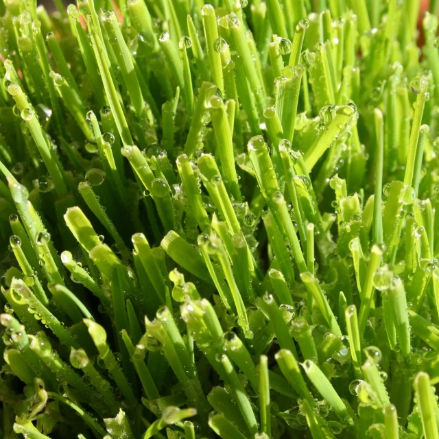 water drops are seen on the moss