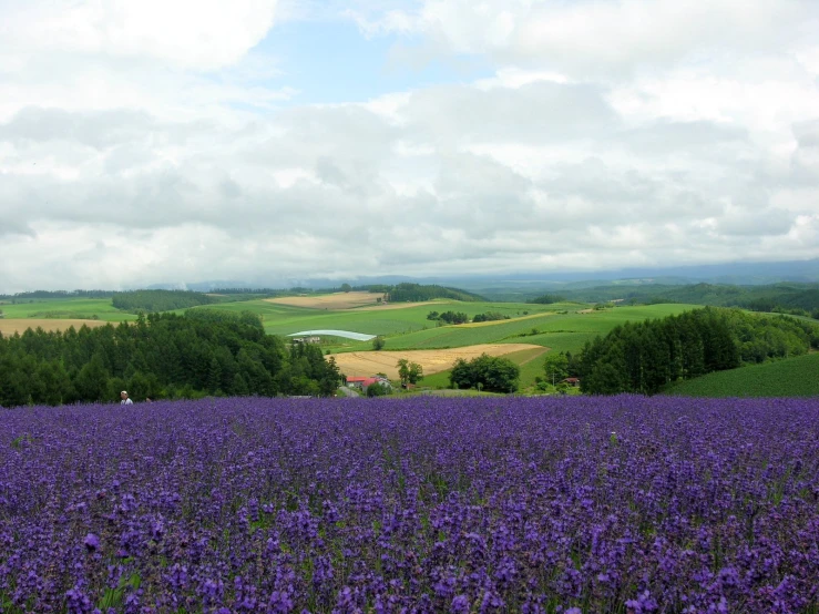 a view of a valley in the distance, with flowers in front