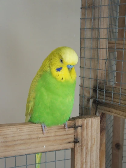 a yellow and green bird sitting on top of a cage