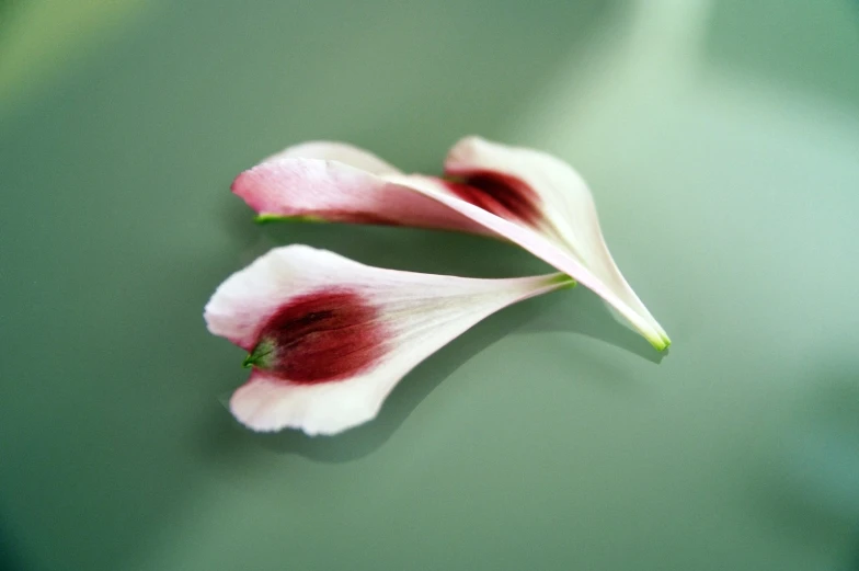 two pink flowers that are on a table