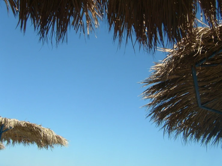 thatched umbrellas and palm trees at the beach