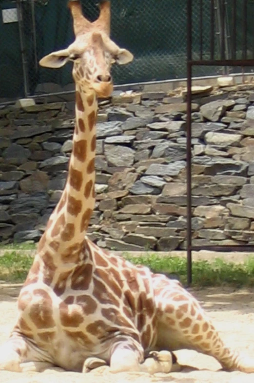 a giraffe sitting down in a fenced in area