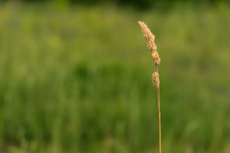 tall brown grass with very long thin brown ears