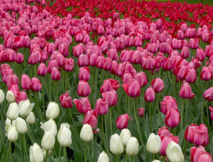 several rows of tulips that are pink and white