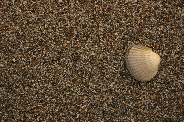 shell lying on top of sandy beach area