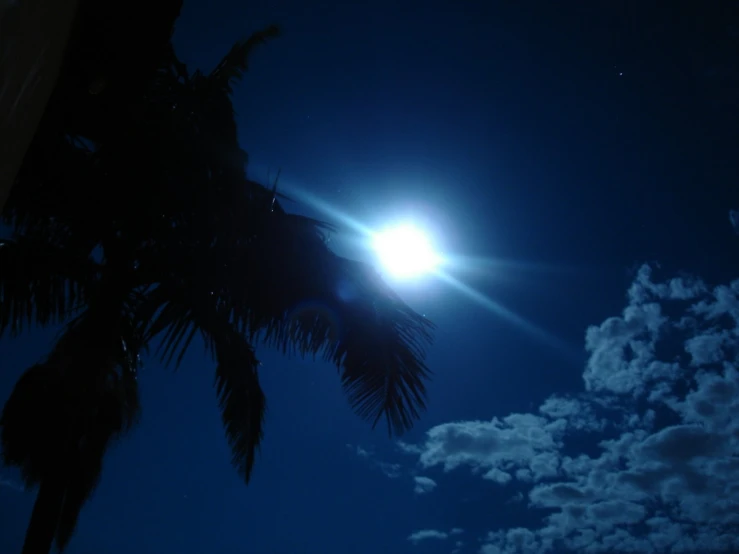 palm trees on the ground and sky behind them