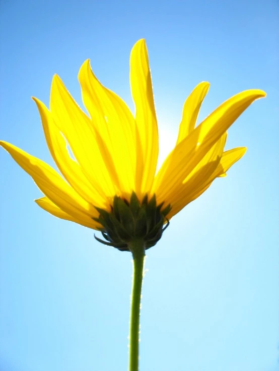 a single yellow flower sits alone against a blue sky