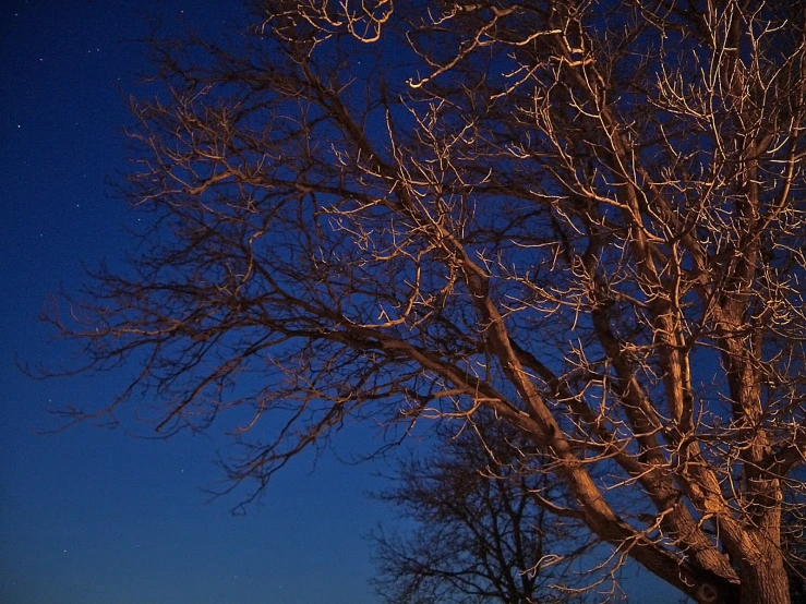 tree at night with the moon in the sky