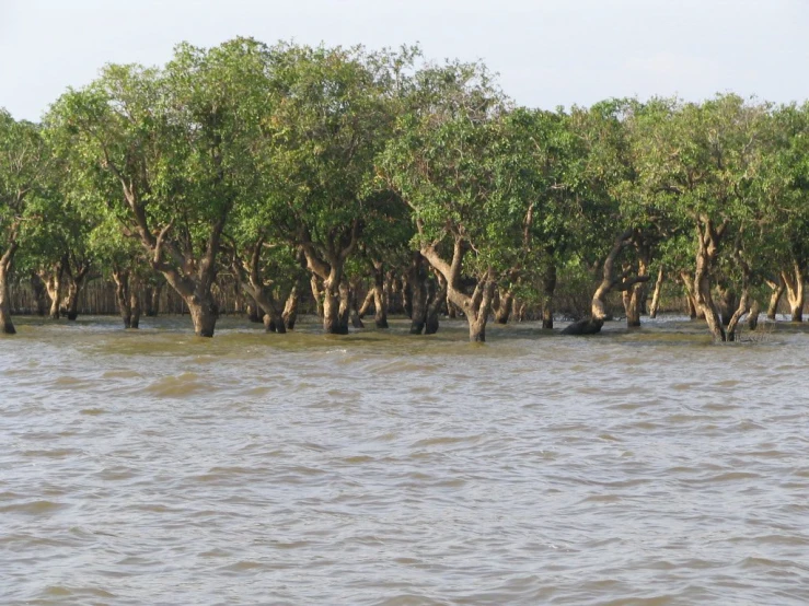 there are a lot of trees that have grown in the water