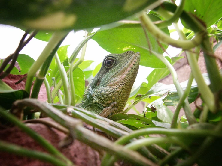 a lizard is peeking out from the grass