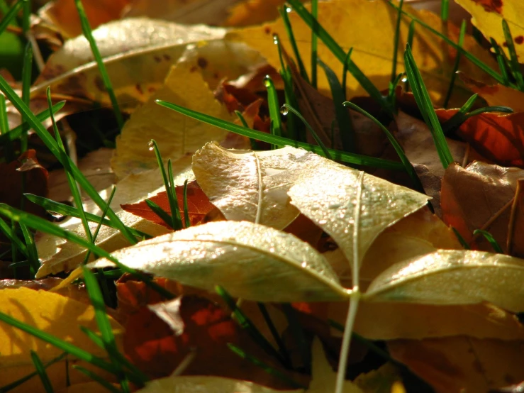 some very pretty yellow and brown leaves on the ground