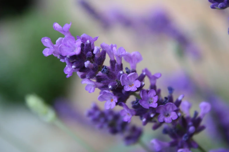 purple flower with white tips against a blurry background