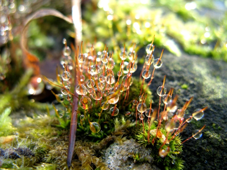 some very small plant with many drops on it