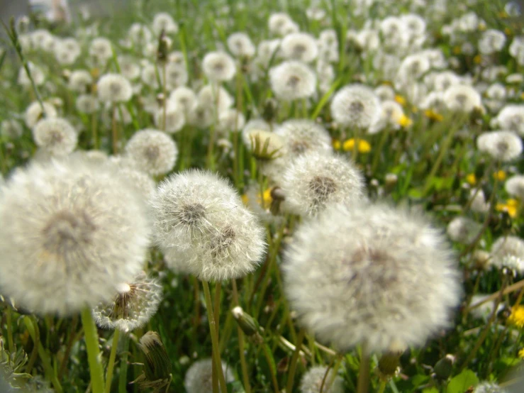 a po of dandelions growing out of the grass
