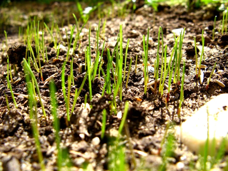 plants that are growing on the ground