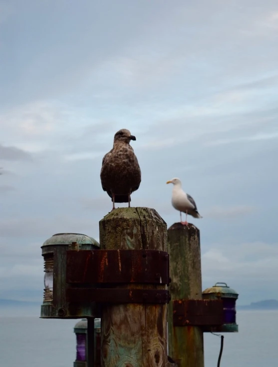 a couple of birds that are sitting on a post