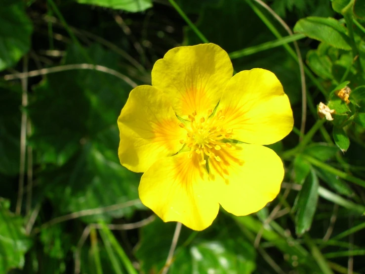 a yellow flower with green leaves and grass