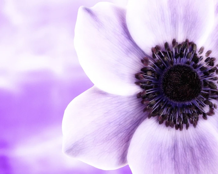 white flower on purple background with reflection