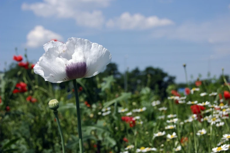 large white flower with purple center and purple stripe in foreground, flowers in the background