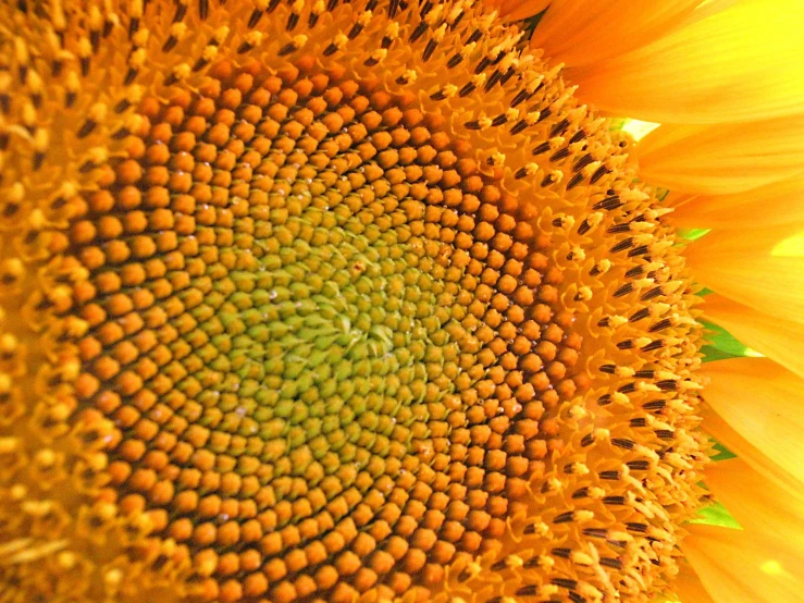 large sunflower with a green center with yellow petals