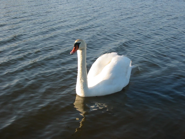 there is a large white swan that is in the water