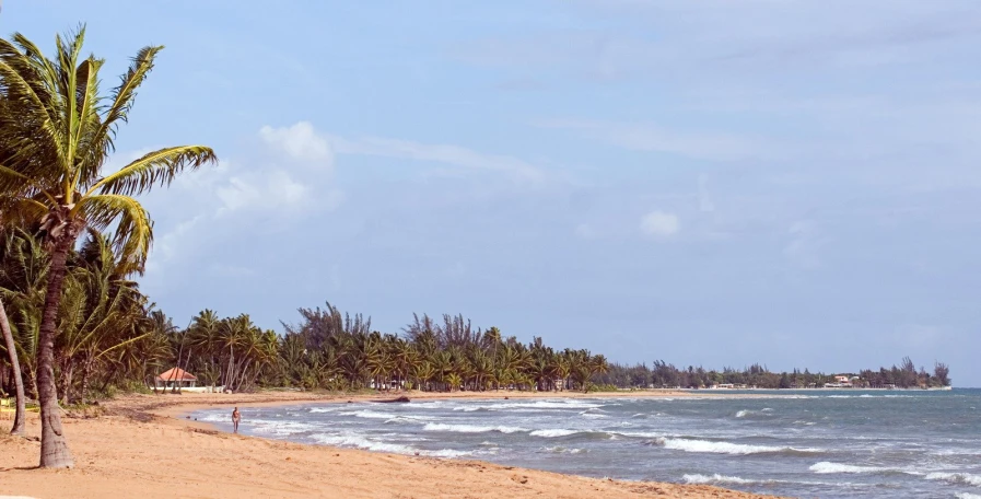 beach with palm trees and blue ocean waters