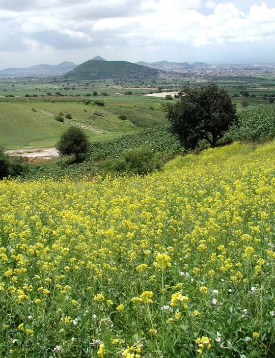 a field filled with lots of yellow flowers