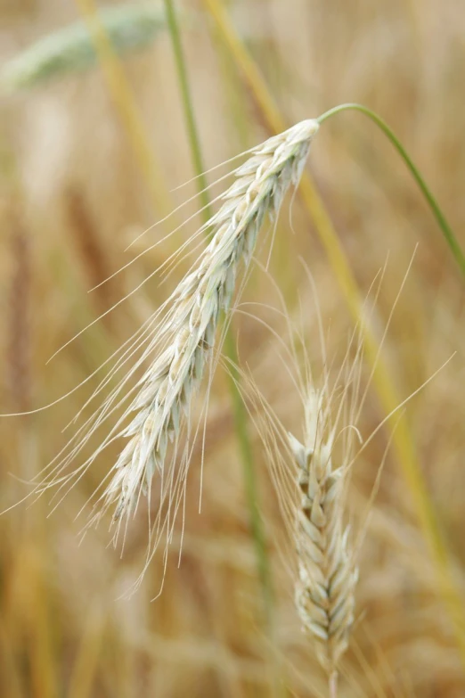 a couple of tall grass with some small ears on it