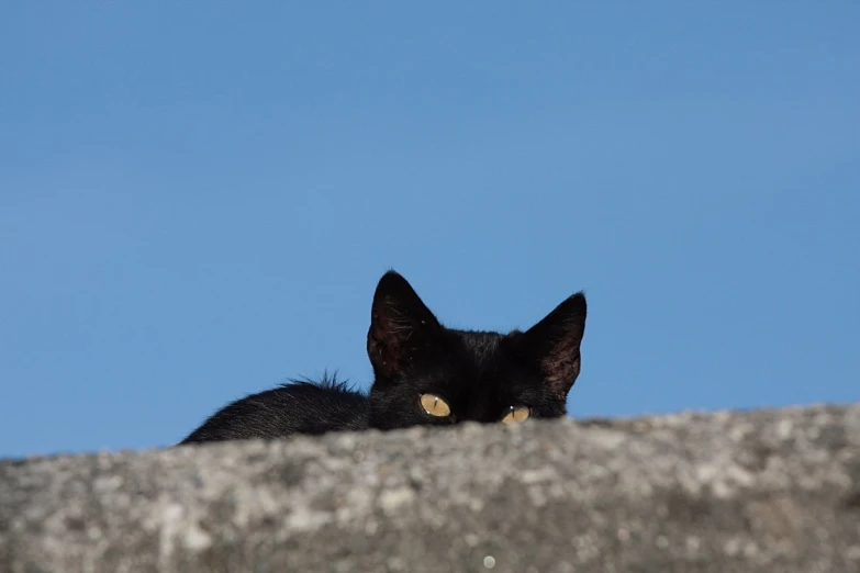a black cat sitting on the side of a wall looking off into the distance