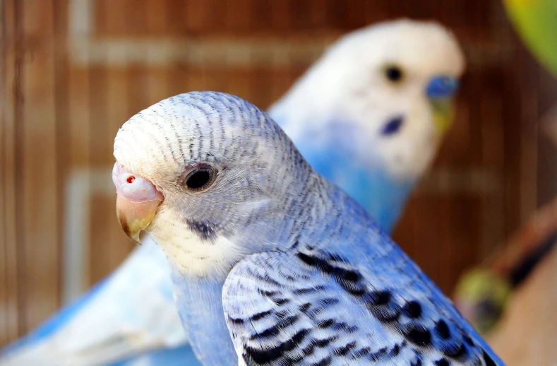 two blue and white birds on a nch in a cage