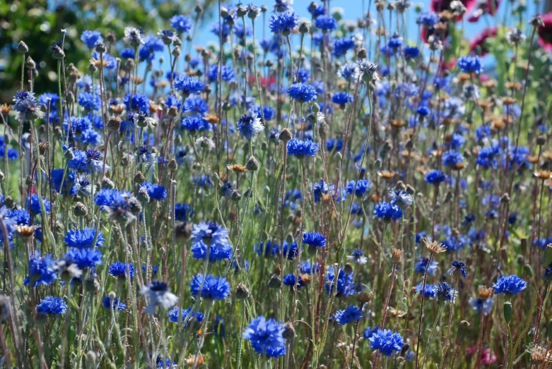 wildflowers in a field against a blue sky