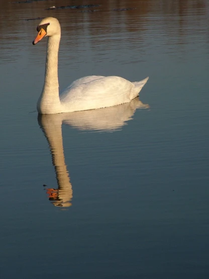 the swan is swimming on the lake with its reflection
