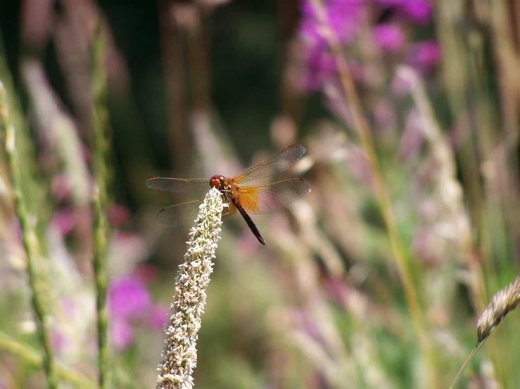 a very big pretty insect on some kind of white flower