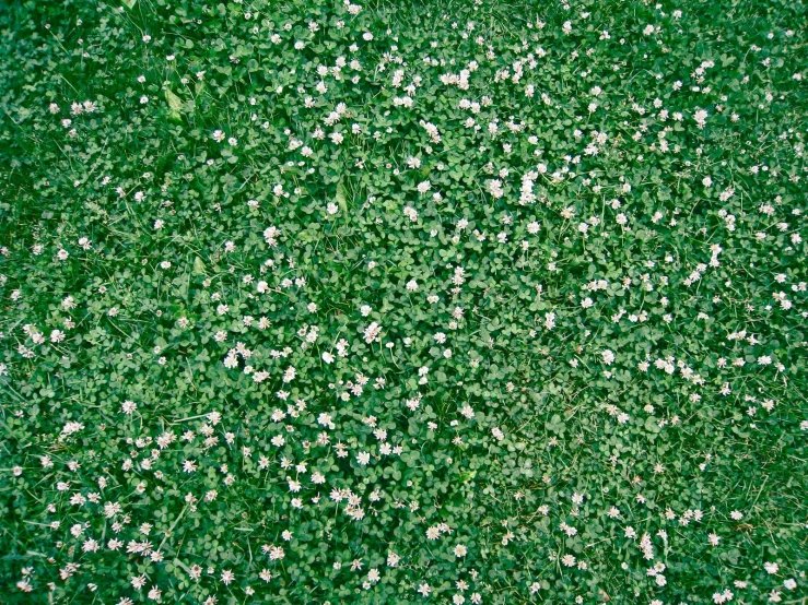 a field full of green grass and small white flowers