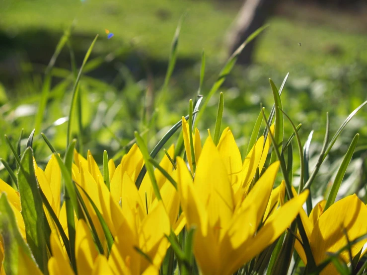 bright green blades and yellow petals in the sun