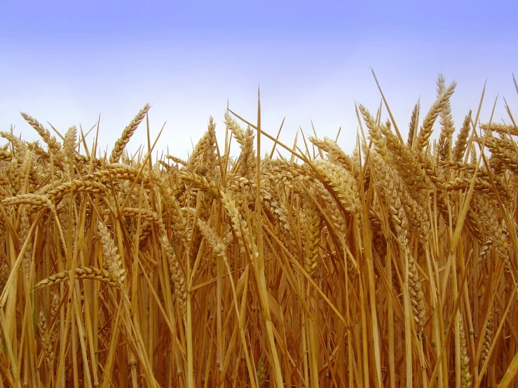 a corn field full of golden stalks of wheat