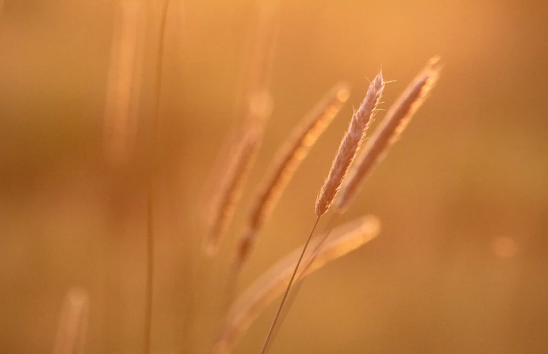 a field with the sunlight shining on plants