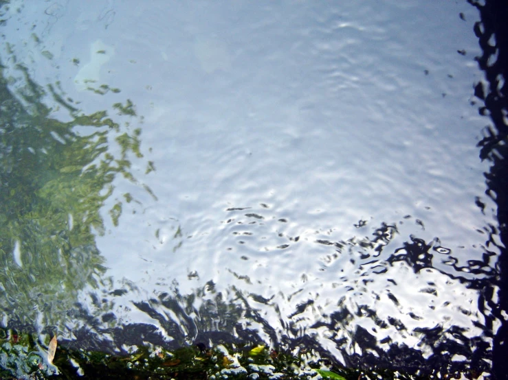 water in the pond that is covered with bubbles