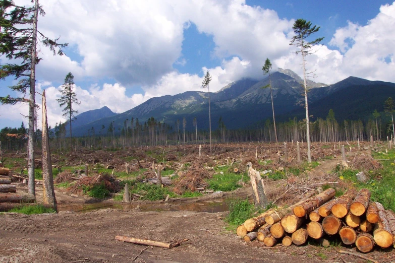 a large pile of logs sitting in the middle of a forest