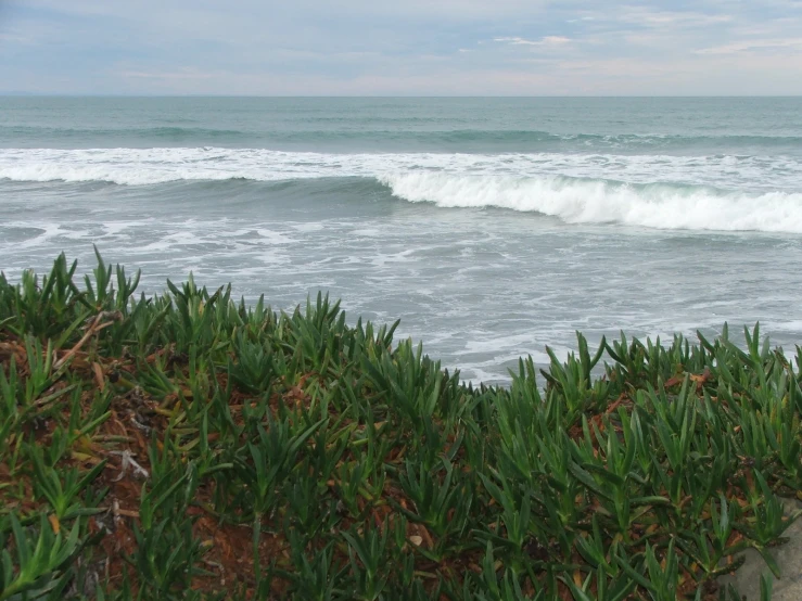 a green patch of brush with waves in the background