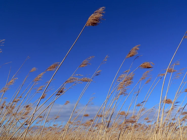 the tall grass with thin tops against a blue sky