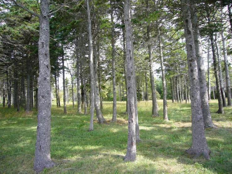 a field with trees, grass and trees that have light colored leaves on them