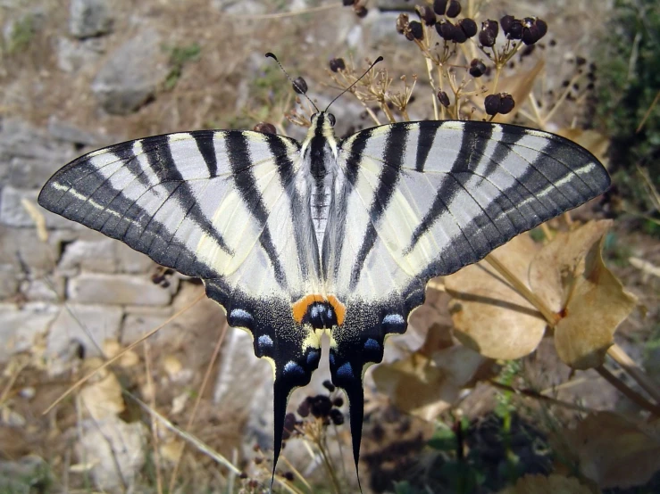 a black and white erfly sitting on some flowers