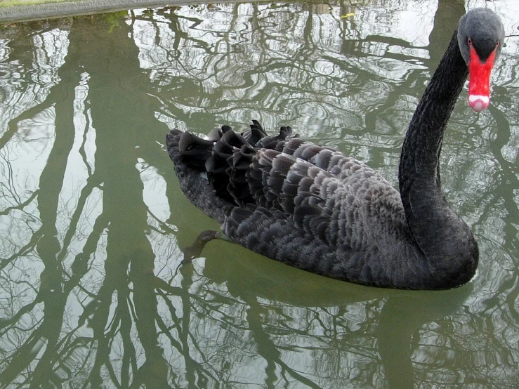 the black swan is swimming in the water