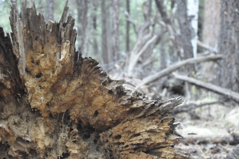 there is some wood in the woods and trees