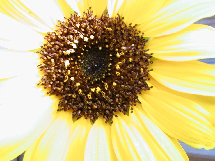 an orange and yellow flower with brown stamen