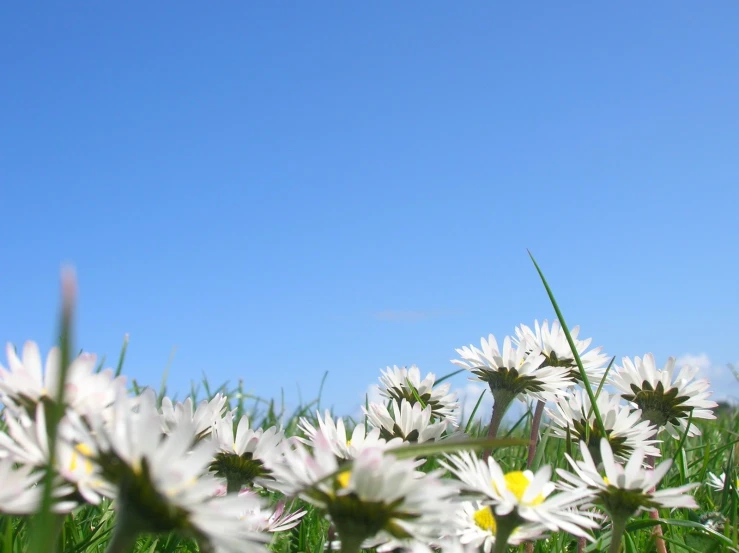 a large field full of wildflowers in a clear blue sky