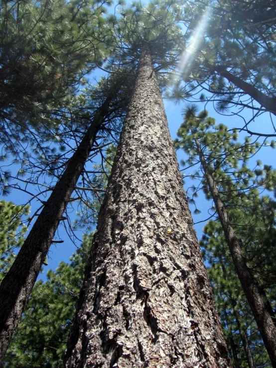 trees and grass under blue skies in the sun